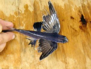 Real flying fish by Shannon Rankin from Noaa.gov.