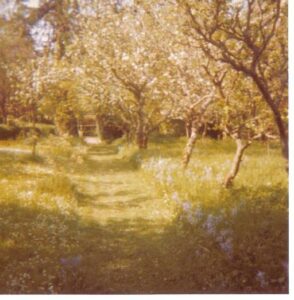 A film photograph of an orchard.